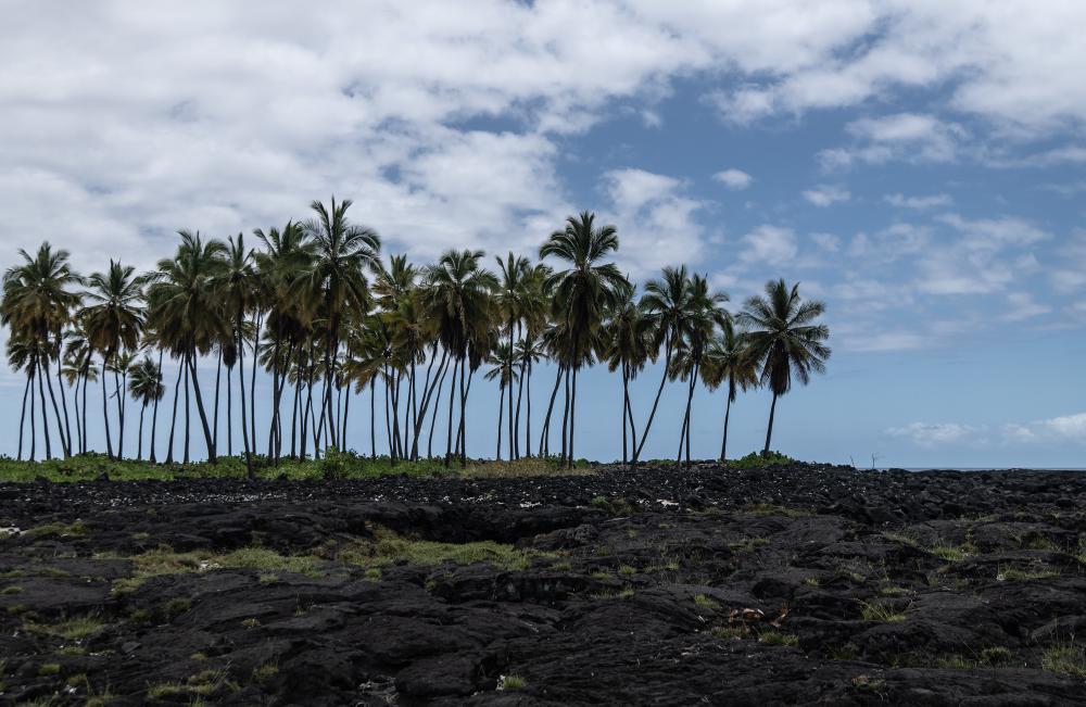 Palm Trees