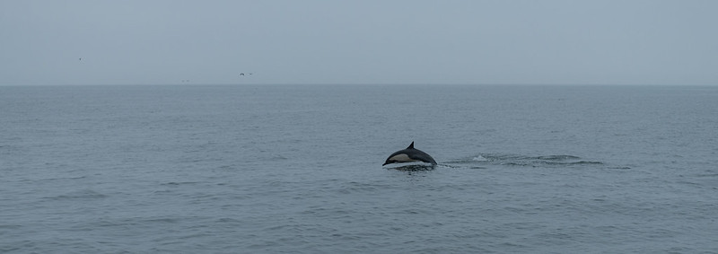 A dolphin breaching the water near Santa Cruz island